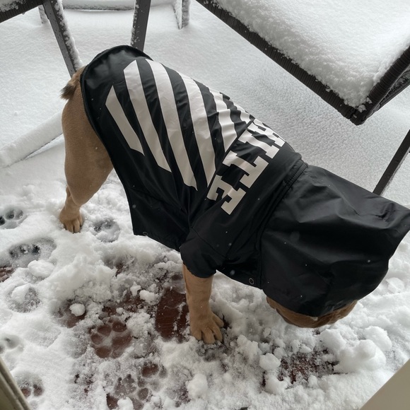 Off-white dog coat - Picture 4 of 4